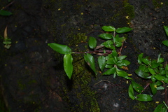 Ischaemum semisagittatum